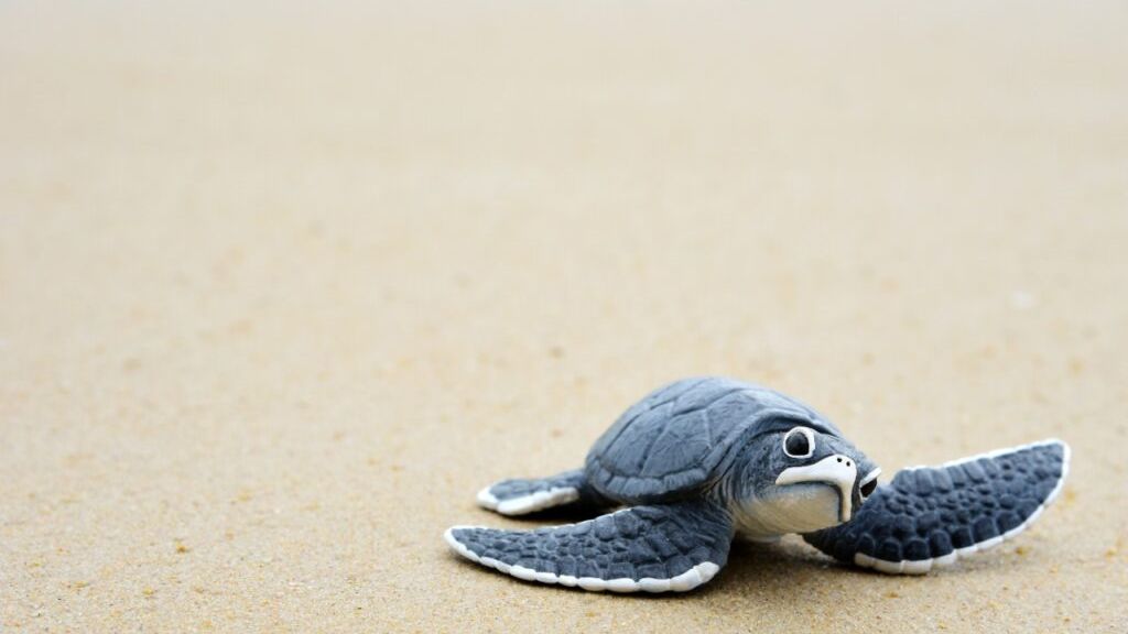 Time to help the Turtles in Puerto Vallarta